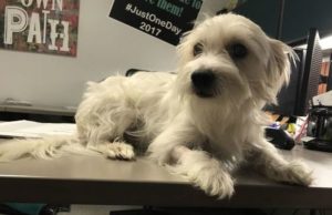 One Dog Saves Another With Blood Transfusion – And Yours Can Too One Dog Saves Another With Blood Transfusion – and Yours Can, Too