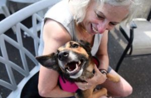 Dog Lost In Florida Turns Up In New York – Help Needed to Get Her Back Home Dog Lost In Florida Turns Up In New York – Help Needed to Get Her Back Home