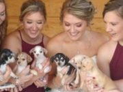 Bride Uses Puppy Bouquets to Raise Adoption Awareness Bride Uses Puppy Bouquets to Raise Adoption Awareness