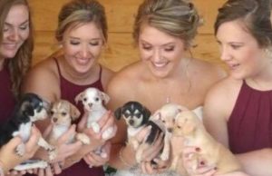 Bride Uses Puppy Bouquets to Raise Adoption Awareness Bride Uses Puppy Bouquets to Raise Adoption Awareness