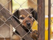 Americans Are Being Scammed in Fake Online Puppy Sales Americans Scammed in Fake Online Puppy Sales