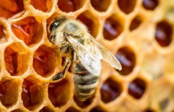 4 Bee Products to Improve Your Dog’s Health (Based on Science) Best Bee Products That Can Improve Your Dogs Health