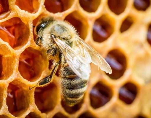 4 Bee Products to Improve Your Dog’s Health (Based on Science) Best Bee Products That Can Improve Your Dogs Health