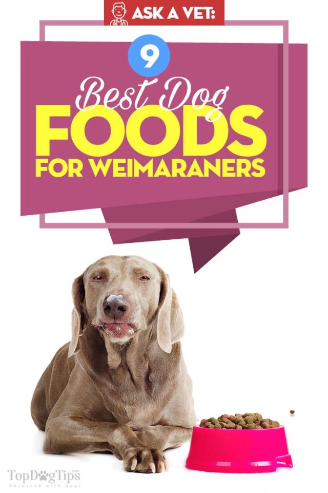 Best Dog Food for Weimaraner Top 9 Brands
