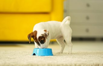 Top 7 Best Grain Free Puppy Food Brands Best Grain Free Puppy Food