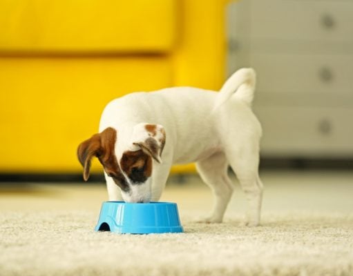 Top 7 Best Grain Free Puppy Food Brands Best Grain Free Puppy Food