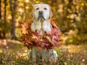 Top 10 Best Thanksgiving Dog Collars Best Thanksgiving Dog Collars