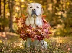 Top 10 Best Thanksgiving Dog Collars Best Thanksgiving Dog Collars