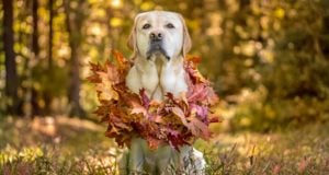 Top 10 Best Thanksgiving Dog Collars Best Thanksgiving Dog Collars