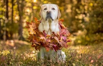 Top 10 Best Thanksgiving Dog Collars Best Thanksgiving Dog Collars