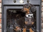 17 Best Dog Thanksgiving Clothes, Costumes & Outfits Dog Thanksgiving Costumes, Clothes, and Outfits - Featured Image