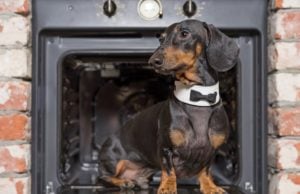 17 Best Dog Thanksgiving Clothes, Costumes & Outfits Dog Thanksgiving Costumes, Clothes, and Outfits - Featured Image