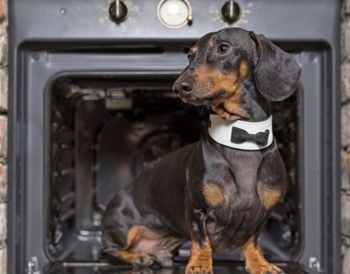 17 Best Dog Thanksgiving Clothes, Costumes & Outfits Dog Thanksgiving Costumes, Clothes, and Outfits - Featured Image