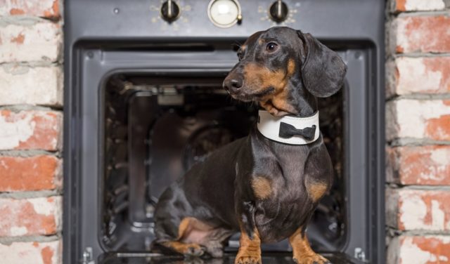 Dog Thanksgiving Costumes, Clothes, and Outfits - Featured Image Dog Thanksgiving Costumes, Clothes, and Outfits - Featured Image