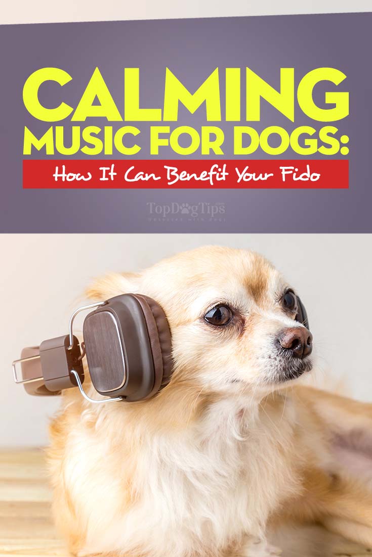 Calming Music for Dogs – What Is It and How Can It Benefit Your Dog