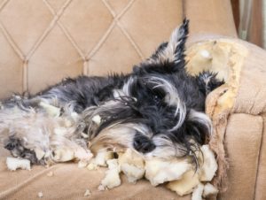 Calming Music for Dogs – What Is It and How Can It Benefit Your Dog