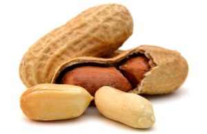 Can Dogs Eat Peanuts or Are Peanuts Bad for Dogs? Can Dogs Eat Peanuts or Are Peanuts Bad for Dogs