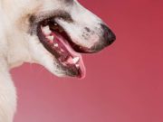 Can Dogs Get Cold Sores? Can Dogs Get Cold Sores