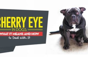 Cherry Eye in Dogs: What It Means and How To Deal With It Cherry Eye In Dogs