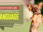 Decoding Dog Body Language: Unleashing the Secret Signals of Man’s Best Friend