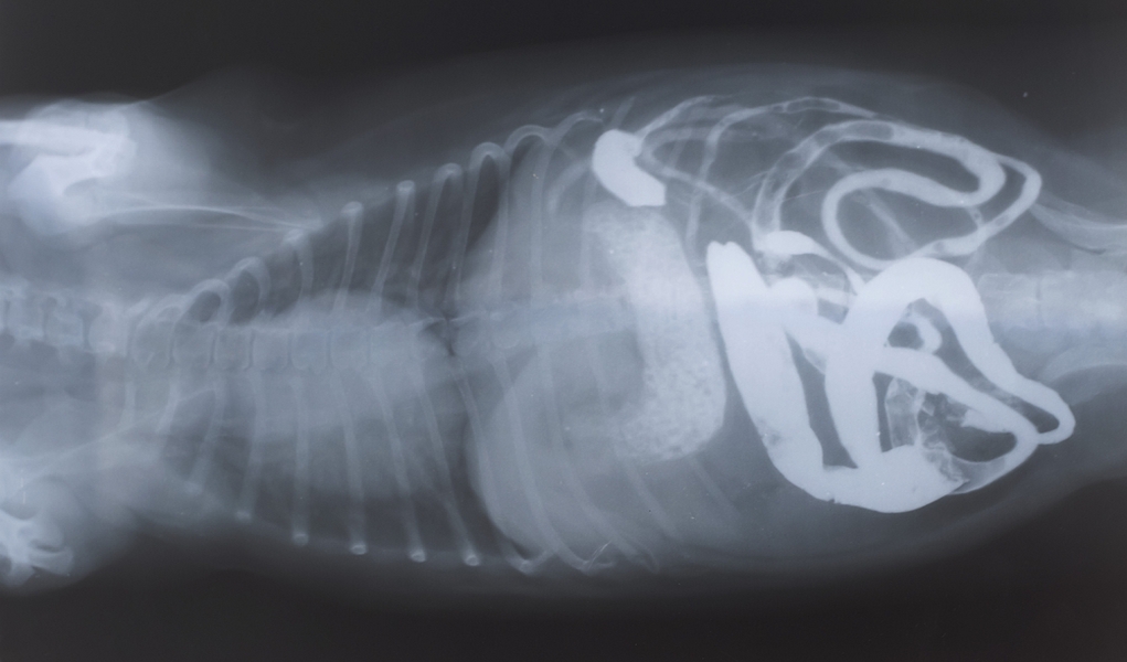 Dog Digestive System Breakdown (and what dogs can and cannot digest)