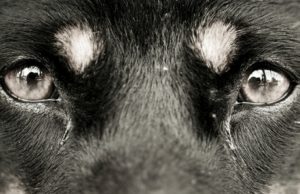 Dog Eye Boogers: What Are They and How To Get Rid of Them Dog Eye Boogers