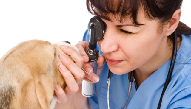 Dog Eye Boogers: What Are They and How To Get Rid of Them
