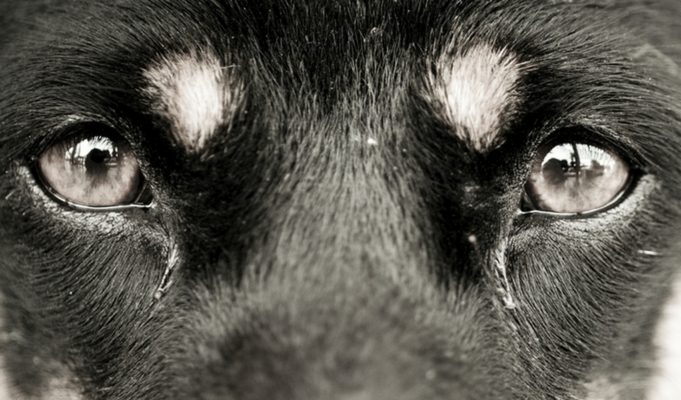 Dog Eye Boogers: What Are They and How To Get Rid of Them