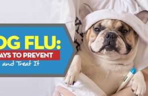 Dog Flu Symptoms and 6 Ways to Prevent and Treat It