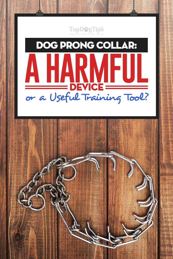 Dog Prong Collar Harmful Device or a Great Training Tool?