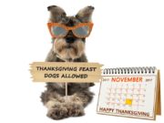 Thanksgiving Safety Tips for Pet Owners Dog Thanksgiving Safety Tips for Pet Owners
