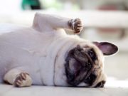 Dogs Communicate to Us Using Facial Expressions Dogs Communicate to Us Using Facial Expressions