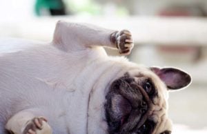 Dogs Communicate to Us Using Facial Expressions Dogs Communicate to Us Using Facial Expressions