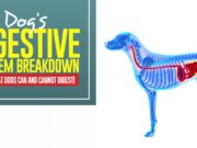 Dog’s Digestive System Breakdown (and what dogs can and cannot digest) Dog's Digestive System Breakdown