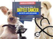 How Dogs Help to Battle Cancer (in pets and humans) Dogs in Scientific Research - How Dogs Help to Battle Cancer (in pets and humans)