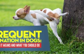 Frequent Urination in Dogs: What It Means and What You Should Do Frequent Urination in Dogs