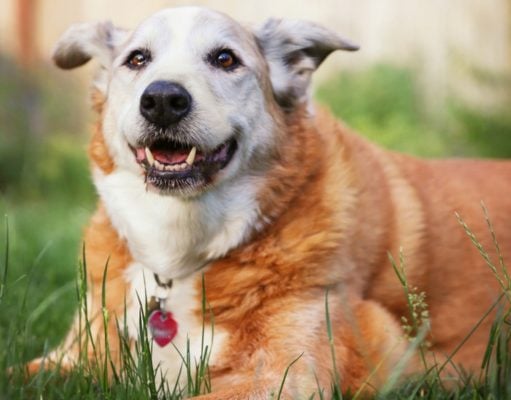 4 Science-Based Tips for Keeping Senior Dogs Healthy How To Keep Senior Dogs Healthy