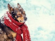 20 Tips on How to Keep Dogs Warm in the Winter How to Keep Dogs Warm in the Winter