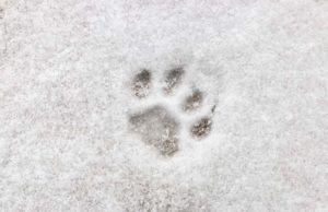 9 Tips on How to Protect Your Dog’s Paws in Winter How to Protect Your Dogs Paws in Winter