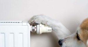 How to Tell If Your Dog Is Cold