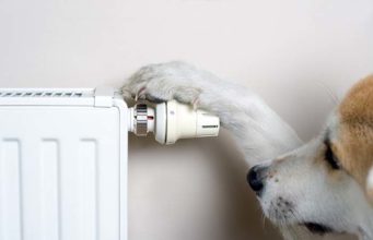 8 Telltale Signs Your Dog Is Cold How to Tell If Your Dog Is Cold