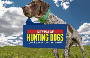 12 Types of Hunting Dogs and Which One You Need Hunting Dog Types