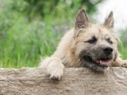 40 Most Incredible Mixed Breed Dogs Mixed Breed Dogs