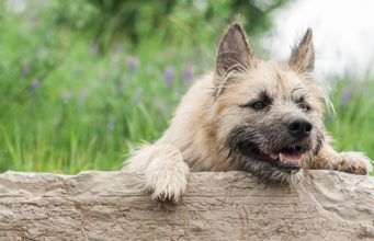 40 Most Incredible Mixed Breed Dogs Mixed Breed Dogs