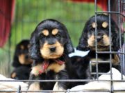 Petland Puppies May Be Infecting Humans With Campylobacteriosis Petland Puppies May Be Spreading Diseases to Humans