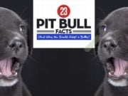 The Truth About Pit Bulls: 23 Pit Bull Facts That Will Change Your Perception of This Amazing Breed Pit Bull Facts