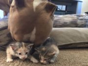 Pit Bull Who Adores Kittens Gets His Own Litter to Care For Pit Bull Who Adores Kittens Gets His Own Litter to Care For
