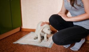 Potty train a rescue dog