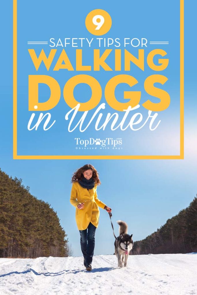 Image showcasing 9 Safety Tips for Walking Dogs In Winter and How to Protect Your Dog