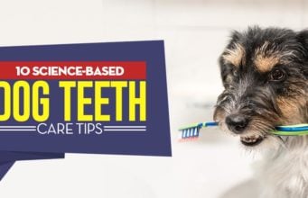 11 Science-Based Dog Teeth Care Tips Science-Based Dog Teeth Care Tips